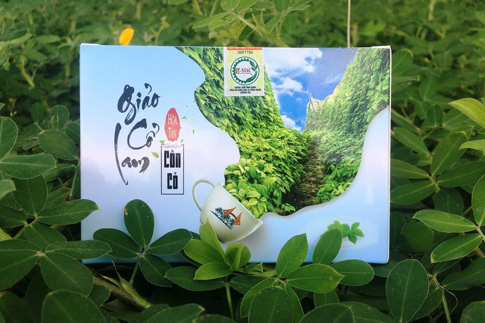 Tr&agrave; giảo cổ lam Cồn Cỏ - Ảnh: T.H